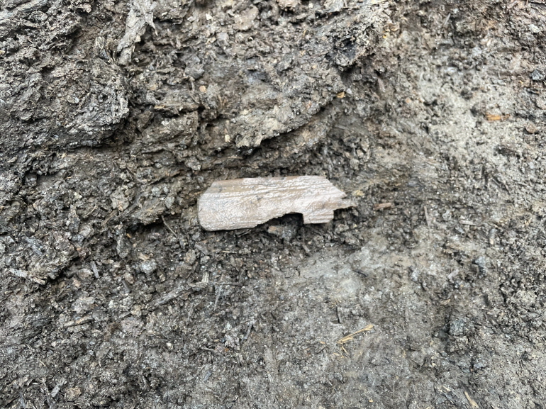 '금물노' 글자가 확인된 목간 출토 모습 [양주시·기호문화유산연구원 제공. 재판매 및 DB 금지]