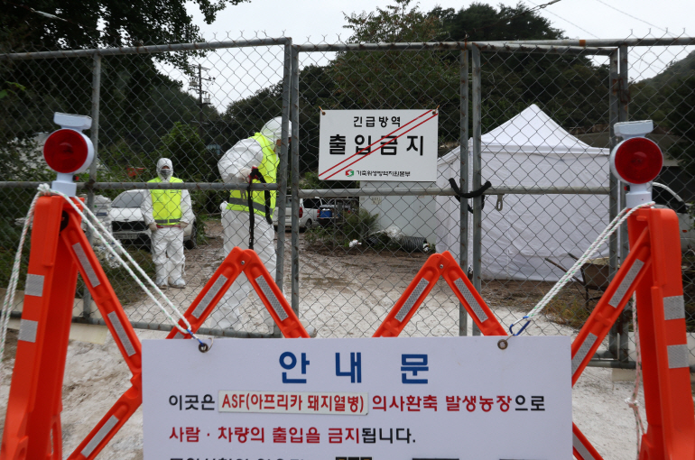 아프리카돼지열병 발생, 긴급 방역 중[연합뉴스 자료사진]